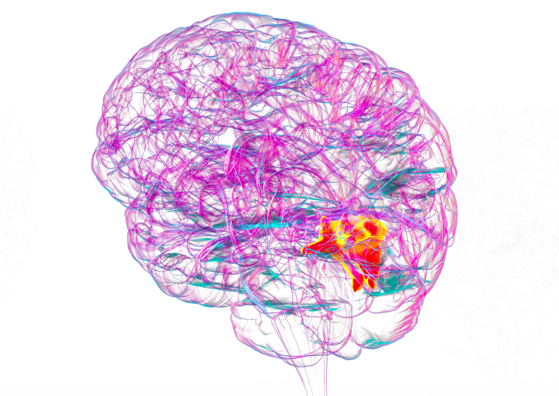 Human brain with highlighted cuneus gyrus, 3D illustration 